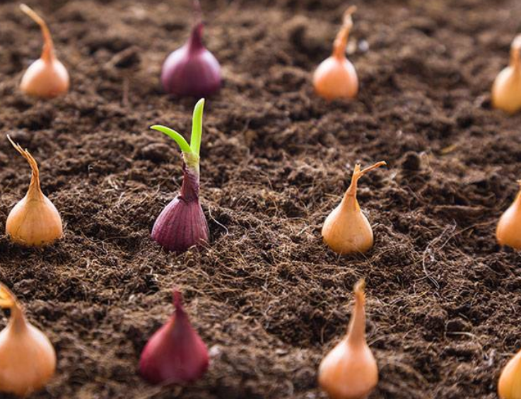 How to Grow Garlic at Home for an Endless Supply.