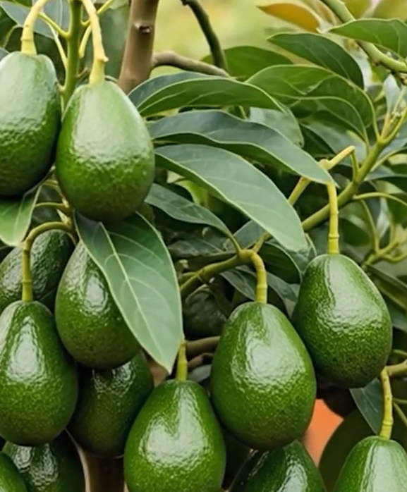 Growing Avocados to Make Thousands of Dollars, Anyone Can Do It