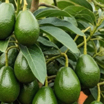 Farmers’ method of growing carrots at home, abundant harvest