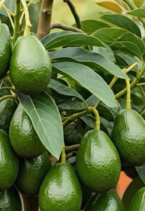 7 Secrets to Grow Avocados and Achieve Big Harvests Fast