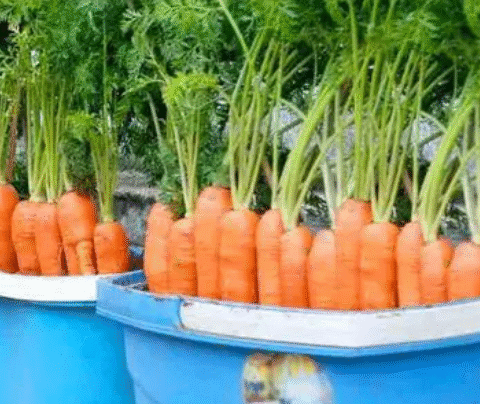 Farmers’ method of growing carrots at home, abundant harvest