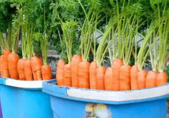 Farmers’ method of growing carrots at home, abundant harvest
