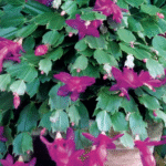 The Powerful Medicinal Benefits and Uses of Senna alata