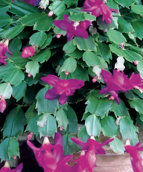 How to Make Your Christmas cactus (Schlumbergera) Bloom Like Never Before: Proven Care Tips and a Simple Natural Boos