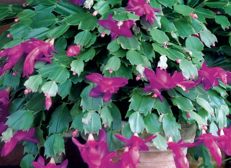 How to Make Your Christmas cactus (Schlumbergera) Bloom Like Never Before: Proven Care Tips and a Simple Natural Boos