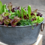 How to Make Your Christmas cactus (Schlumbergera) Bloom Like Never Before: Proven Care Tips and a Simple Natural Boos