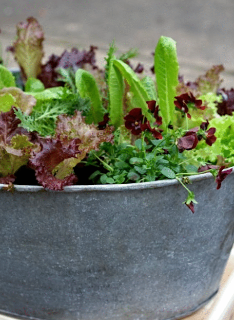 The Fastest and Easiest Way to Grow Lettuce at Home
