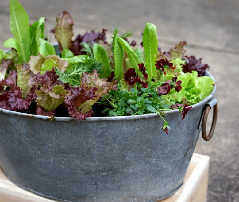 The Fastest and Easiest Way to Grow Lettuce at Home