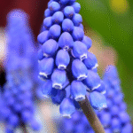 7 benefits and uses of Plantago Major