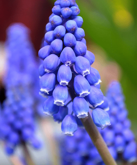 Grape Hyacinth (Muscari): A Tiny Spring Wonder with Surprising Benefits and Uses