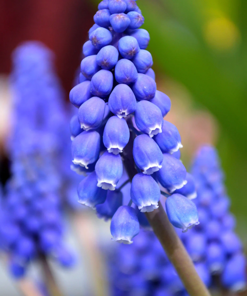 Grape Hyacinth (Muscari): A Tiny Spring Wonder with Surprising Benefits and Uses
