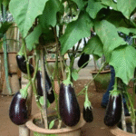 11 Houseplants You Can Propagate From Cuttings In December