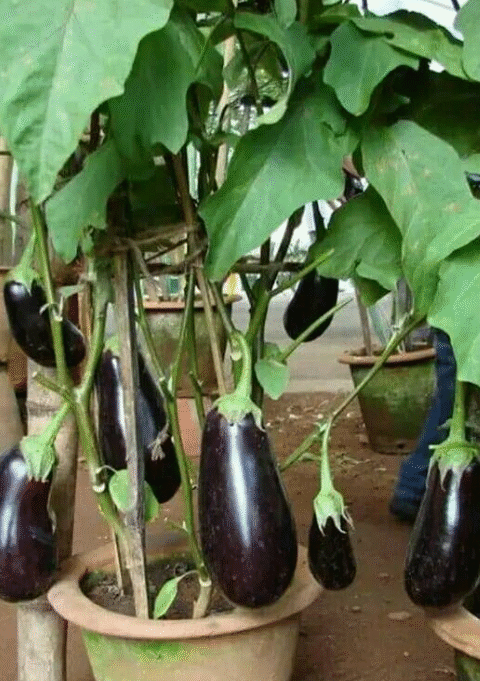 Super Productive Eggplant Garden On The Terrace What’s The Secret Behind It?