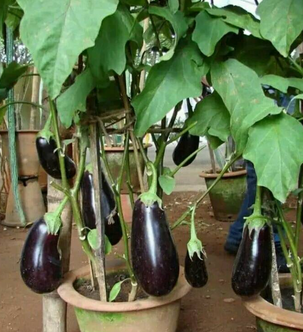 Super Productive Eggplant Garden On The Terrace Whatās The Secret Behind It?