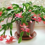 7 Reasons Your Christmas Cactus Won’t Bloom