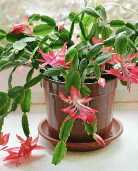 Secret to Year-Round Blooms: How to Make Your Christmas Cactus Flower Multiple Times a Year