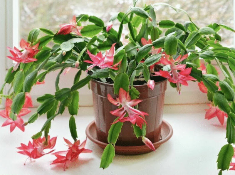 Secret to Year-Round Blooms: How to Make Your Christmas Cactus Flower Multiple Times a Year