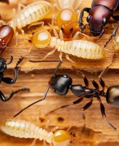 Say goodbye to pests with baking soda!