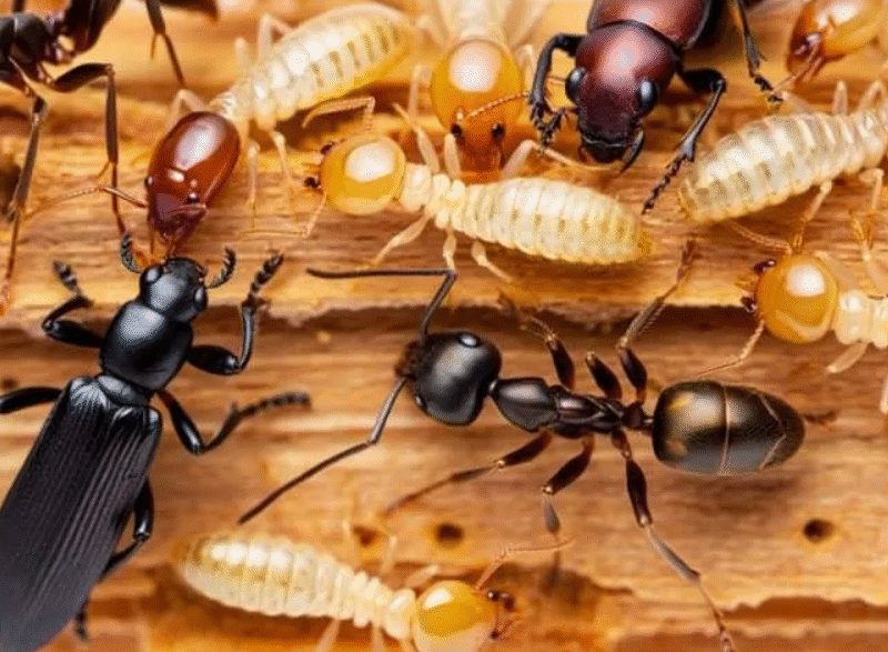 Say goodbye to pests with baking soda!