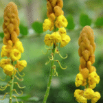 How to Make Your Christmas cactus (Schlumbergera) Bloom Like Never Before: Proven Care Tips and a Simple Natural Boos