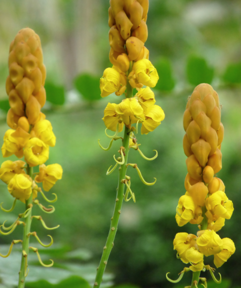 The Powerful Medicinal Benefits and Uses of Senna alata