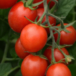 Farmers’ method of growing carrots at home, abundant harvest
