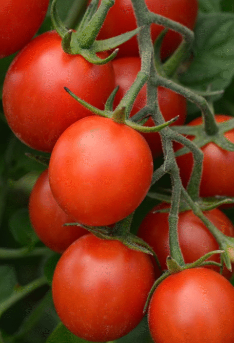 The Secret to Pruning Tomatoes for Maximum Growth – Avoid This Critical Mistake!