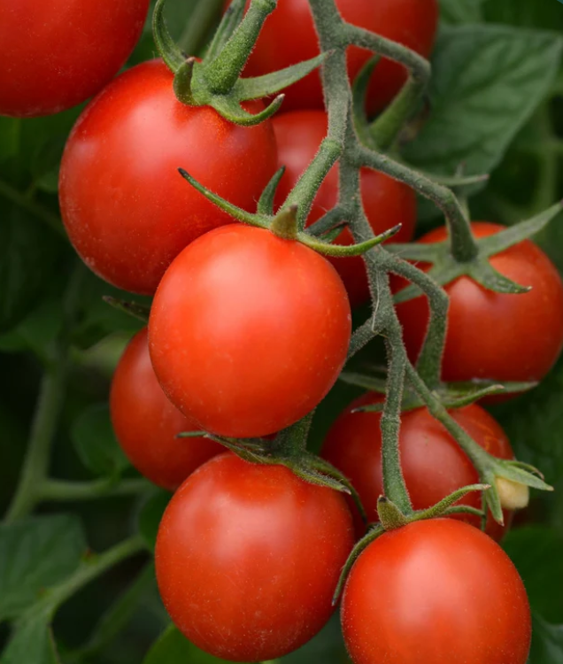 The Secret to Pruning Tomatoes for Maximum Growth – Avoid This Critical Mistake!