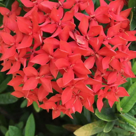 Unlock the Secrets Planting and Caring for Peonies