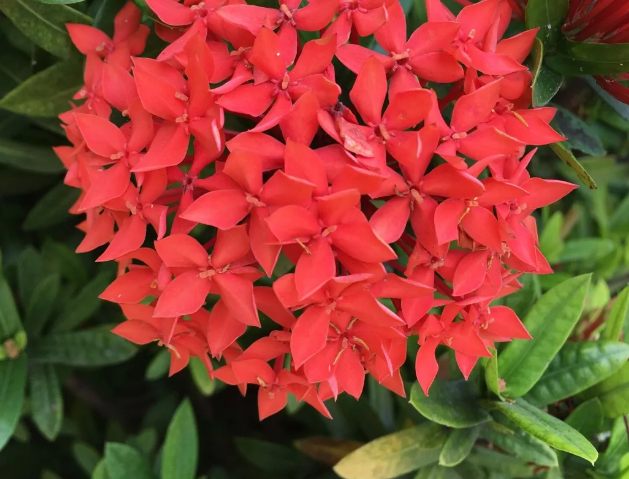 Unlock the Secrets Planting and Caring for Peonies