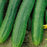 I will grow tomatoes this way to get the highest yield without much care