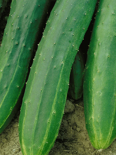 Zucchini, here you will learn how to grow them at home to get a full and abundant harvest