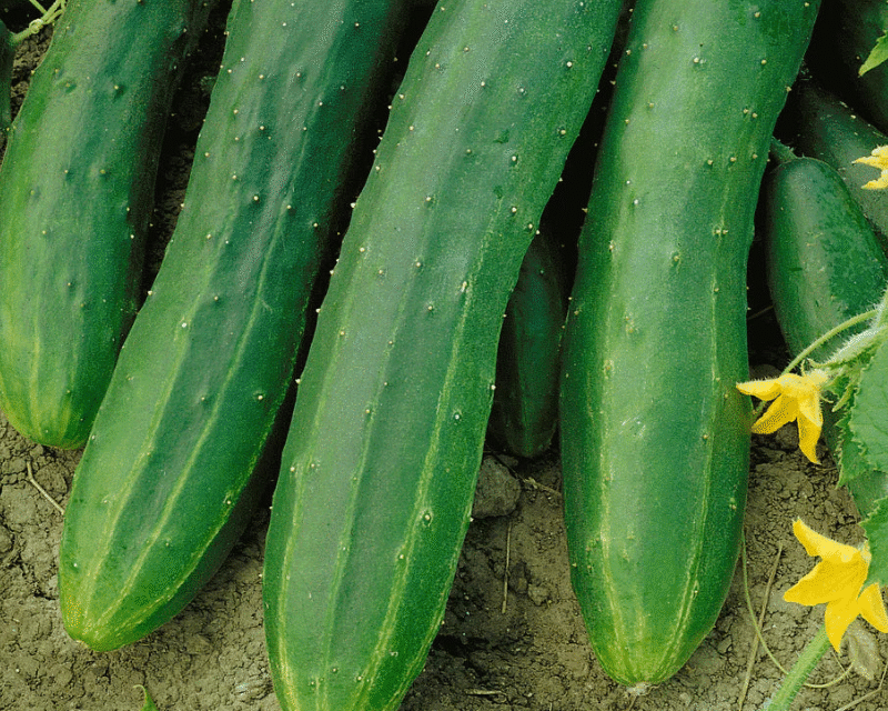 Zucchini, here you will learn how to grow them at home to get a full and abundant harvest