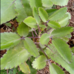 Stone Breaker (Phyllanthus niruri): A Miracle Herb with 25 Benefits and Practical Ways to Use It