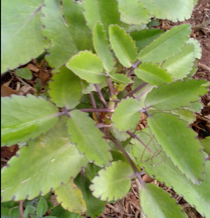 11 Surprising Benefits of The Miracle Leaf of Life