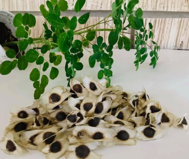12 Moringa Seed Benefits You’ll Never Hear from Your Doctor (But You Should Know)