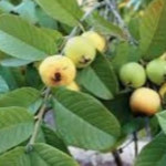 Geraniums: If you do this at least once a month, they will bloom continuously.