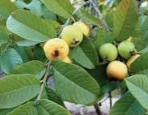 25 Incredible Benefits of Guava Leaves