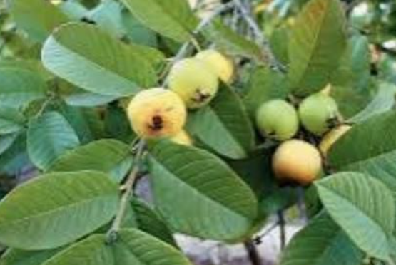 25 Incredible Benefits of Guava Leaves