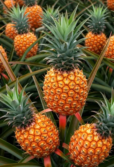 A Simple Guide to Growing Pineapples in Water at Home