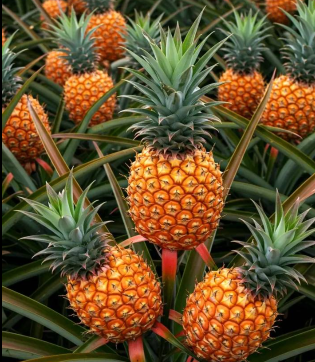 A Simple Guide to Growing Pineapples in Water at Home