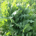 The Best Chinese Remedy to Boost Your Vitality! OMG