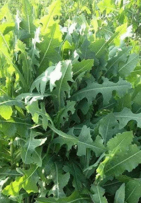Delving into the Wonders of Prickly Lettuce – Medicinal Miracles and Culinary Creations
