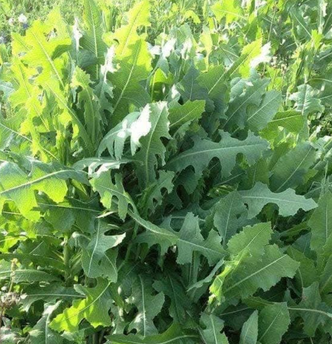 Delving into the Wonders of Prickly Lettuce – Medicinal Miracles and Culinary Creations