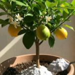 Grow Your Own Saffron in Containers — Simple, Fun & Surprisingly Easy!