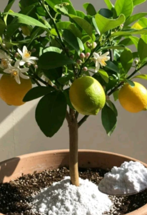Grow Bigger, Juicier Lemons the Natural Way