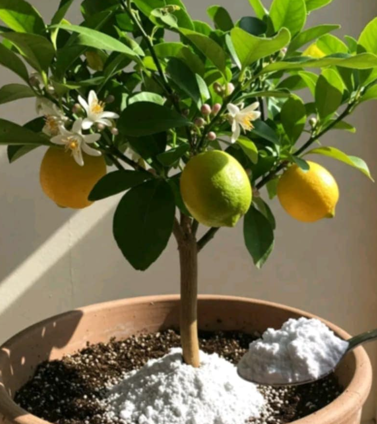 Grow Bigger, Juicier Lemons the Natural Way