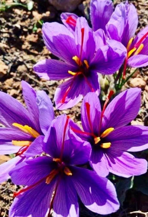 Grow Your Own Saffron in Containers — Simple, Fun & Surprisingly Easy!
