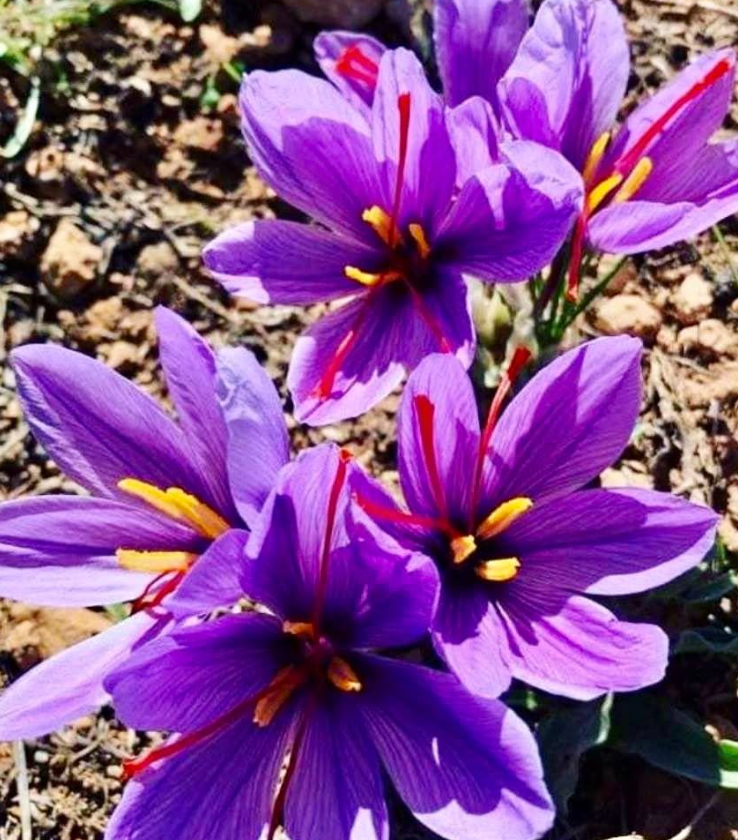 Grow Your Own Saffron in Containers — Simple, Fun & Surprisingly Easy!