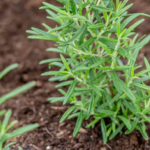 17 Plants That Thrive with Coffee Grounds – Boost Growth Naturally